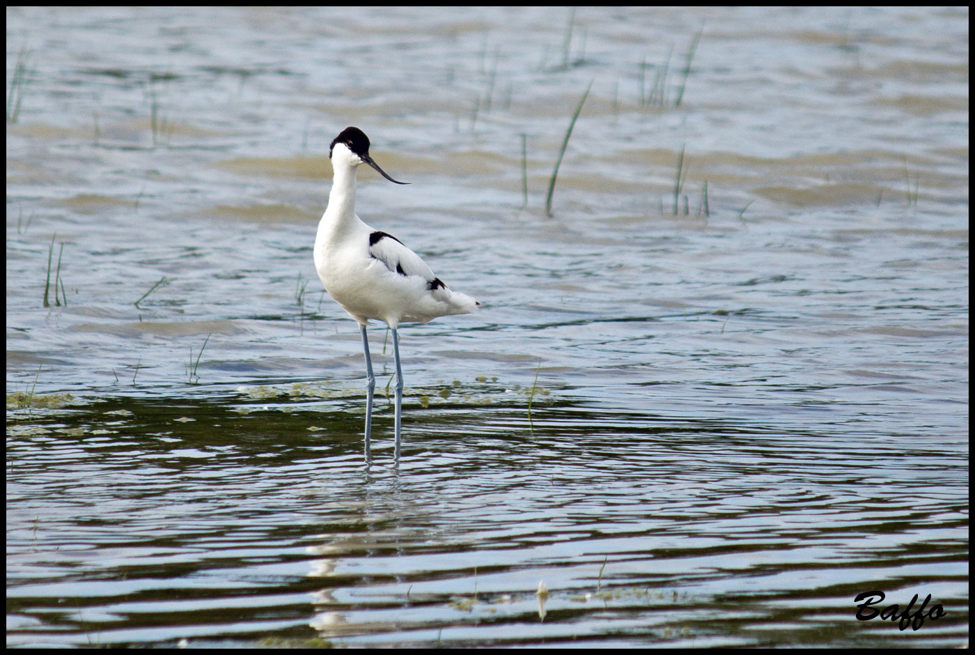 Avocetta?